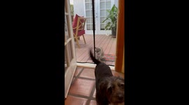 Cat Jumps Through Magnetic Screen Door