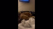 temp