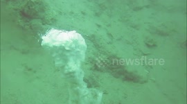 White smokers found on ocean floor of the Dead Sea
