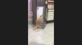 Pet raccoon rummages through fridge shelves and pulls out bread