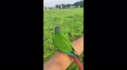 temp