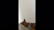 temp