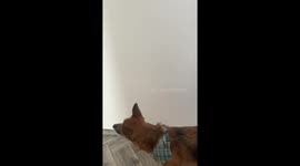 Dog reacts unexpectedly to scary clown costume