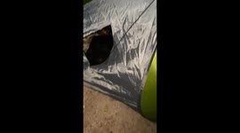 Camper attempts to evict wombat from tent in national park