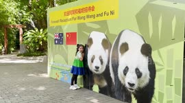 Only pair of giant pandas in Southern Hemisphere to leave Australia for home