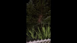 Basenjis Tree Cougar