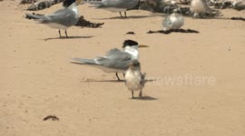 Fluffy Crested Tern chicks play on the windy beach with their parents nearby