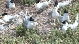 Cute Crested Tern chick begs to be fed, is refused and begins playing with a grass stem