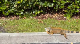 Florida man gives hilarious play-by-play of two iguanas that appear to be in the mating process