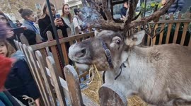 Cute reindeer are a big hit with visitors ahead of Christmas light switch-on in London's Belgravia