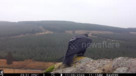 A pair of wild Ravens chatting to one another, up close captured by a remote camera.