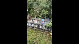 Dog struggles to stand with ball under belly in Chapulhuacán, Hidalgo