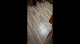 Mickey the cat's unusual pose captured in Gomel