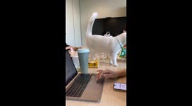 Cat taken from office appears to resist playfully in Sichuan, China