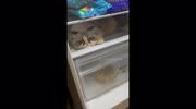 temp