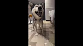 A Sneezing Husky