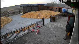Tiger breaks through gate after man encounters it in Heilongjiang, China