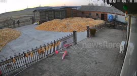 Siberian tiger rams into gate to attack resident outside his home