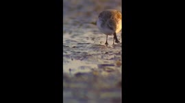 Critically endangered migratory bird returns to south China for wintering