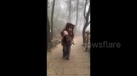Lazy 55kg Alaskan malamute gets carried down mountain by owner after hiking trip goes awry
