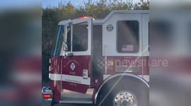 US: Mountain Lion Rescued from Tree in Tustin After Wandering into Residential Yard