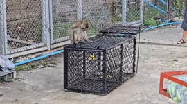 Hundreds of rampaging monkeys caught after attacking police station