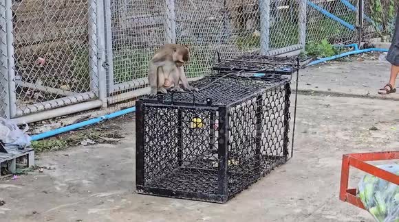 Monkeys Hunted Hundreds of rampaging monkeys caught after attacking police station ...