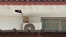 Monkeys take over police station as wildlife workers battle to catch them