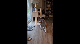 Cat's reaction to Christmas decor in Clarkston, Michigan