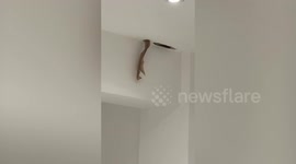 Rodents chew through ceiling above woman's bed in middle of the night