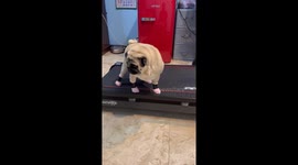 Chubby pet Pug in pair of pink socks works out on treadmill