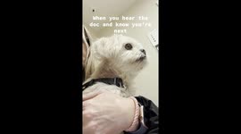 Shaky Peekapoo's nervous moment at the vet