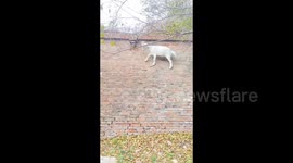 China: Goat Climbs up on a Wall to Eat Fresh Leaves