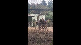 Necking in China: Giraffes spar in unusual zoo encounter