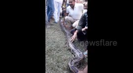 India: 16 feet long python enters BSAP camp: Attacks female jawan in Supaul, Forest department rescues it and leaves it in the forest