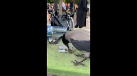 Crow steals cigarette in Tokat, Türkiye