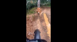 Cow blocks path in Jakarta, Indonesia