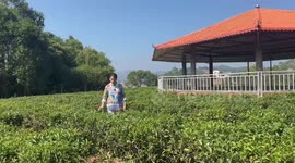 Cantonese tea brunch with ice spring soy milk