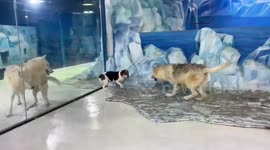 Cloned arctic wolf and beagle surrogate share affectionate moment