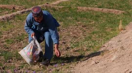 Booming saffron harvest creates more jobs for Afghans