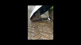 Two Cats Sheltering Under an Umbrella