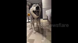 China: A Sneezing Husky