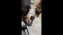 Puppy and dog play in Hubei, China