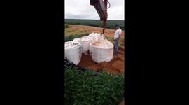 Armadillos discovered in Brasnorte, Brazil