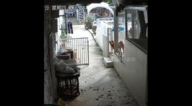 Dog falls from roof in Fujian, China