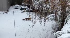 Fox plays in snow covering family's back garden in Nottingham