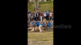 Heartbreaking scene giraffe unable to stand after collapsing at Chinese zoo, visitors watch on anxiously