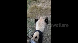 Playful panda goes viral for its hilarious slides down grassy hills at Chinese zoo