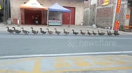 Flock of ducks cross road in orderly fashion like soldiers