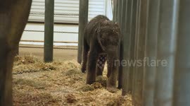US: Houston Zoo Welcomes 314-Pound Newborn After Marathon Labor